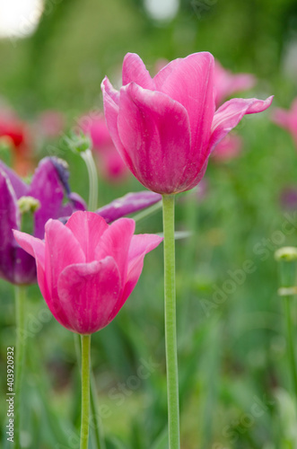 Tulipanes