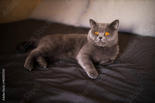 Wallpaper Mural portrait of a grey british cat on the bed Torontodigital.ca