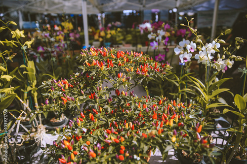 chili at KCC Farmers’ Market, Honolulu, Oahu, Hawaii photo