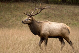 Strutting Bull Elk In Dry Field