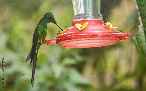 Fawn-breasted brilliant hummingbird (Heliodoxa rubinoides), San Tadeo, Mindo, Ecuado photo