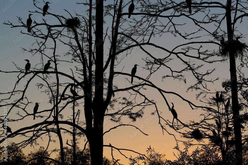 Birds nesting on a tree against the Sunset 