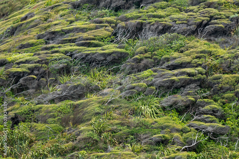 Trees in New Zealand that are growing sideways away from sea salt in the air along the coast Trees in New Zealand that are growing sideways away from sea salt in the air along the coast