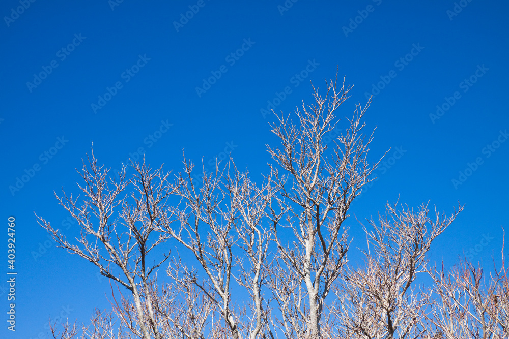 大浪池登山道の冬枯れと青い空
