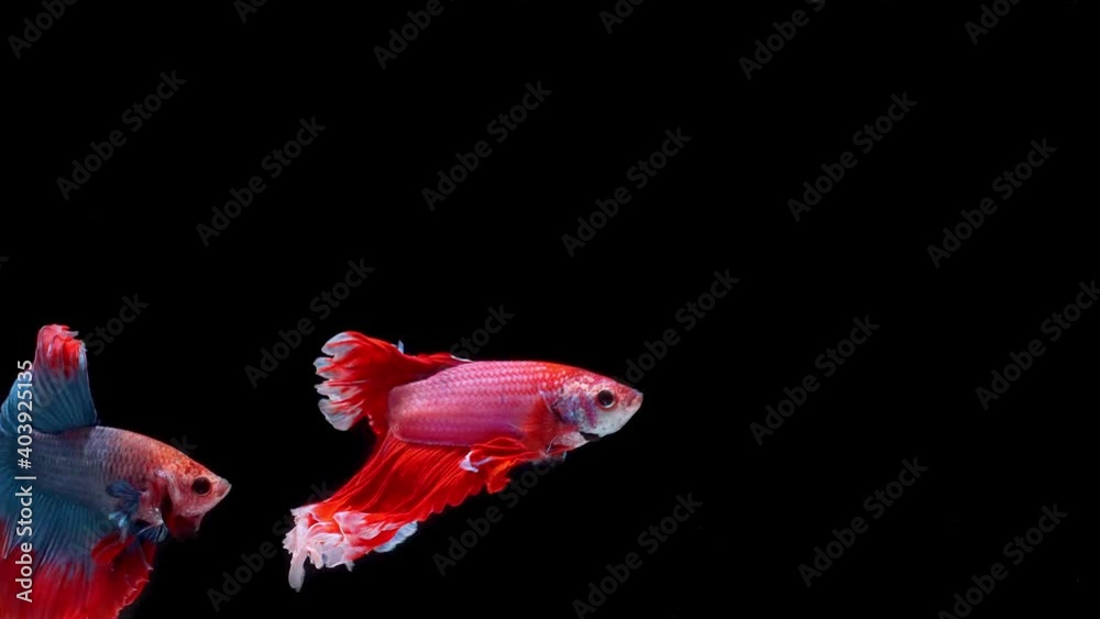 Siamese fighting fish (Betta splendens) Siamese fighting fish (Betta splendens)