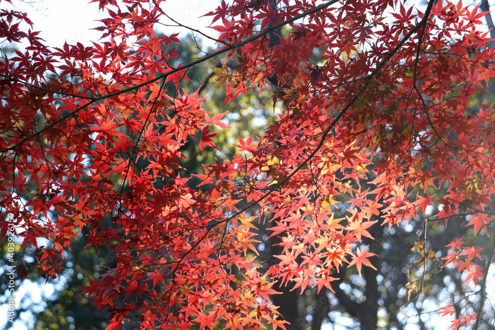 紅葉 美しい もみじ 赤い 美しい