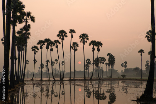 The palm trees silhouettes on the rice fields at sunrise There is a reflection on the water   sunrise Beautiful golden light effect