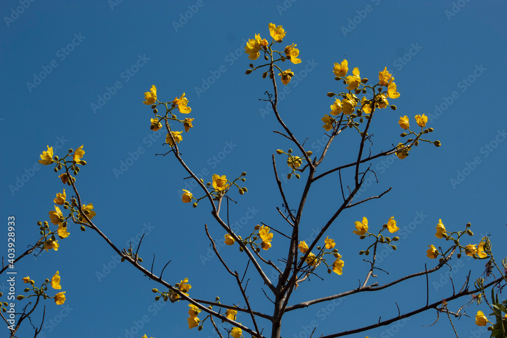 Cochlospermum vitifolium, tecomasuche, Vainas del árbol de tecomasuche, con algodón, Arbol robusto, caducifolio, Botoncillo. Conocarpus erectus, flor amarilla Cochlospermum vitifolium, tecomasuche, Vainas del árbol de tecomasuche, con algodón, Arbol robusto, caducifolio, Botoncillo. Conocarpus erectus, flor amarilla