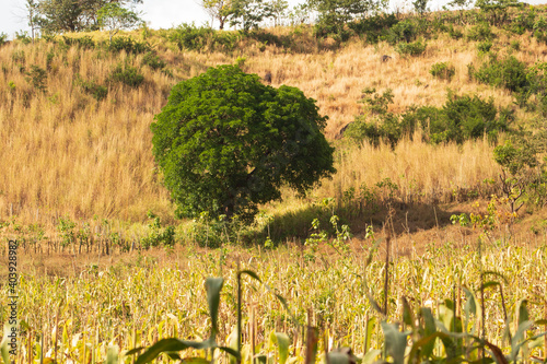 Sideroxylon capiri, árbol de tempisque, campo salavadoreño, agricultura sostenible, maíz y maicillo photo
