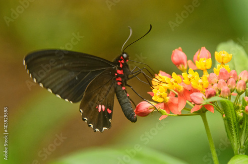 Cattleheart butterfly (Parides arcas) drinking nectar, Mindo, Ecuador 
