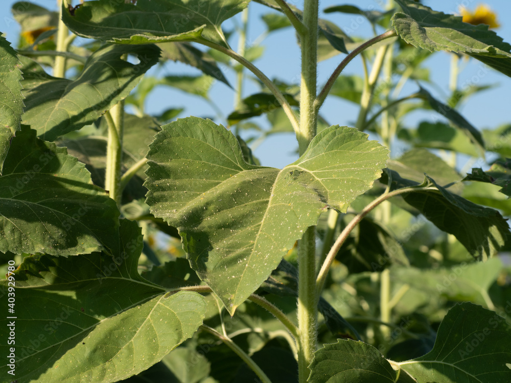 Fresh green sunflower leaves on the tree. Fresh green sunflower leaves on the tree.