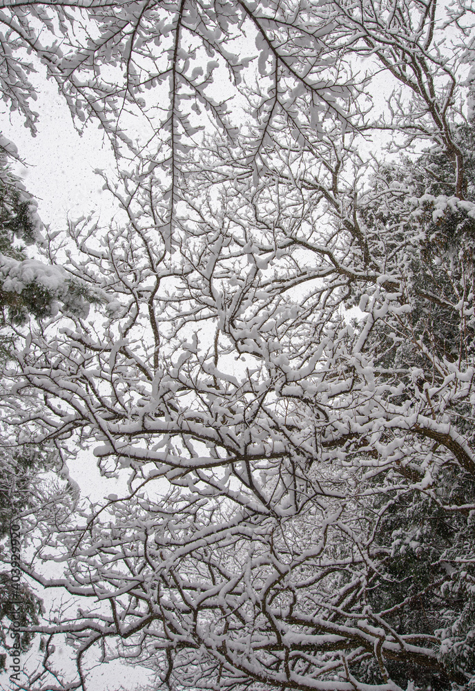 水分を含んだ雪 水分を含んだ雪