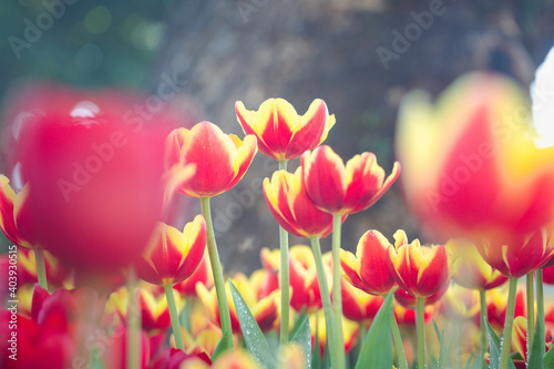 Fototapeta Naklejka Na Ścianę i Meble -  Pink tulips in pastel coral tints at blurry background, closeup. Fresh spring flowers in the garden with soft sunlight for your horizontal floral poster, wallpaper or holidays card.
