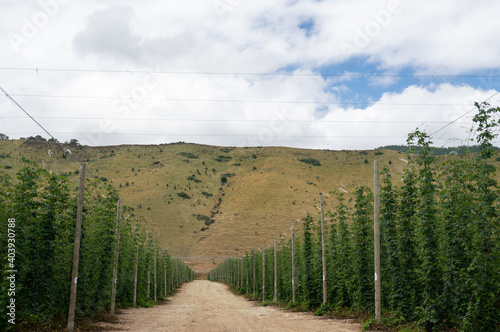 Beer Hop vines growing in Riwaka in New Zealand