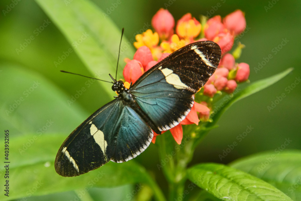 Cydno longwing butterfly (Heliconius cydno), Mindo, Ecuador Cydno longwing butterfly (Heliconius cydno), Mindo, Ecuador