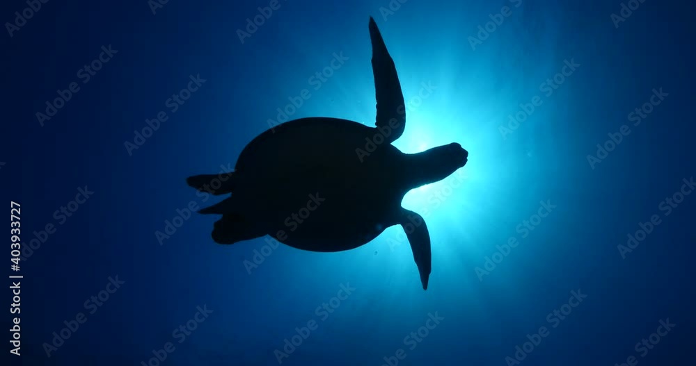 turtle underwater with sun beams and sun rays slow motion blue water ocean scenery  silhouette