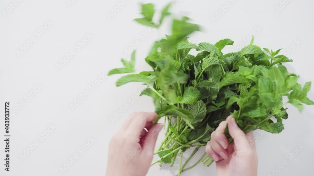 Flat lay. Fresh mint from the organic garden on a white background. Flat lay. Fresh mint from the organic garden on a white background.