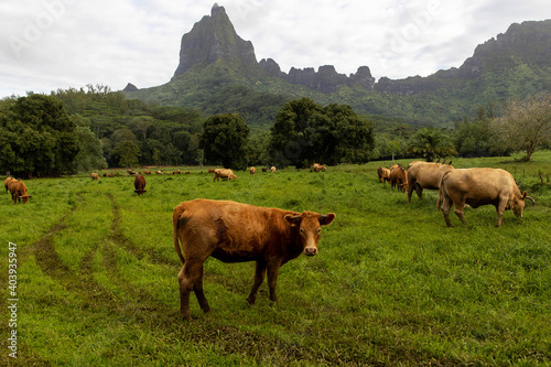 Herd of cows on tropical island Moorea © Mat Hayward
