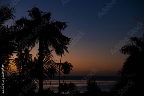 Palm Tree silhouette on tropical island Moorea at night