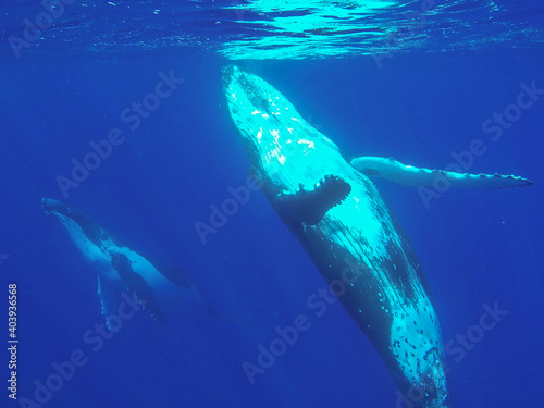 Giant humpback whales swim together underwater in French Polynesia