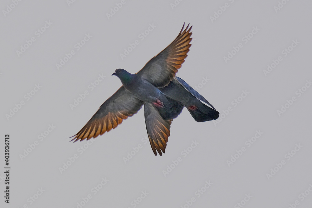 Obraz premium Twin Pigeons isolated on sky