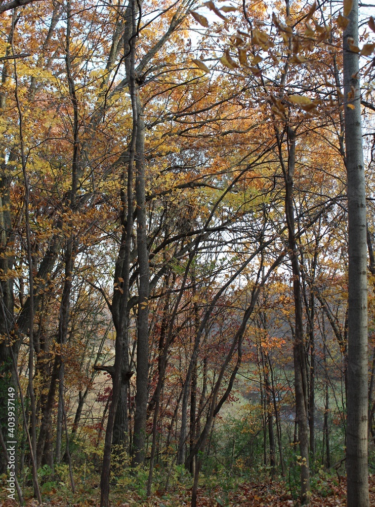 autumn in the forest