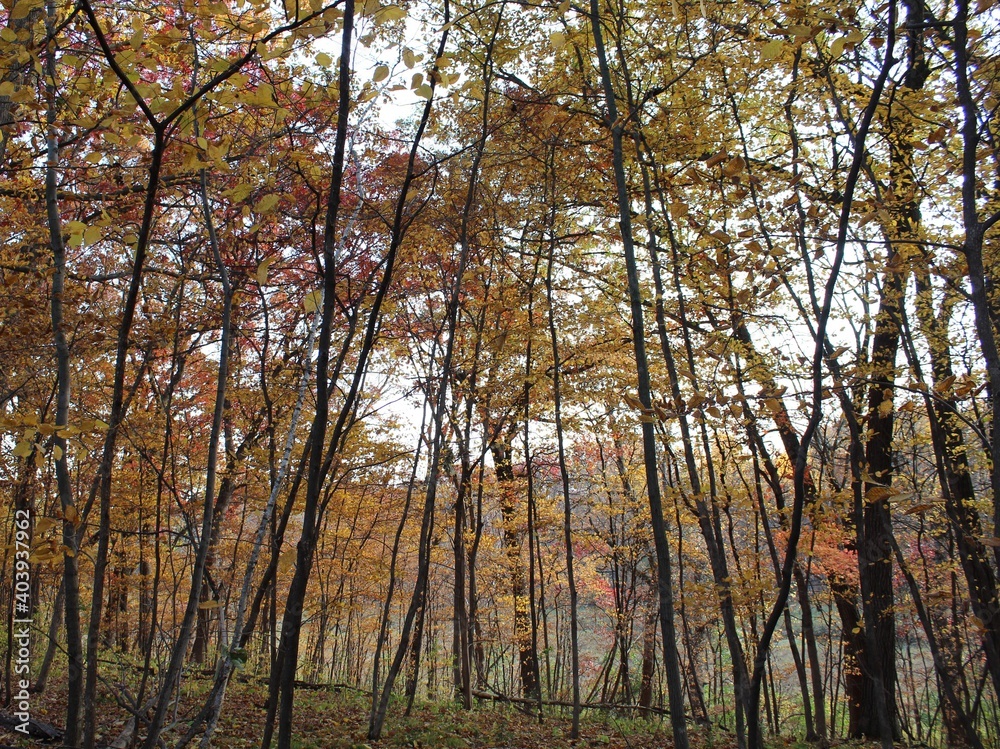 Fototapeta premium autumn in the forest