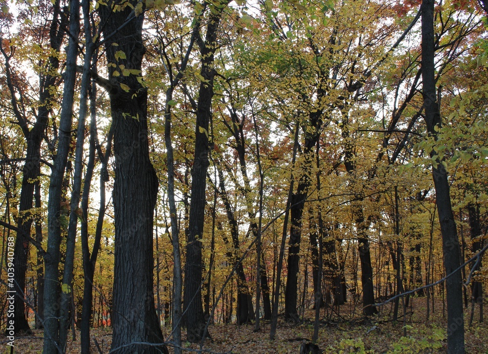 Fototapeta premium autumn in the forest