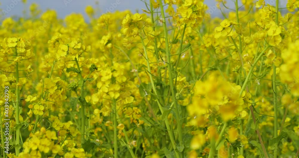 葉の花畑をパン撮影