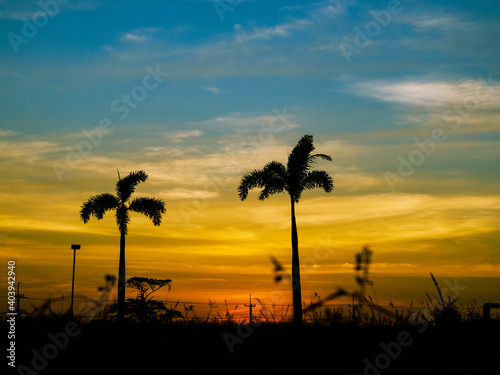 Palm tree silhouettes in sunset  background