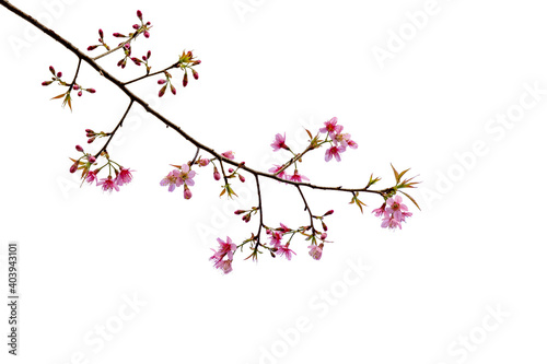 Cherry  flowers in blooming with branch isolated on white background for spring season. Sakura flower