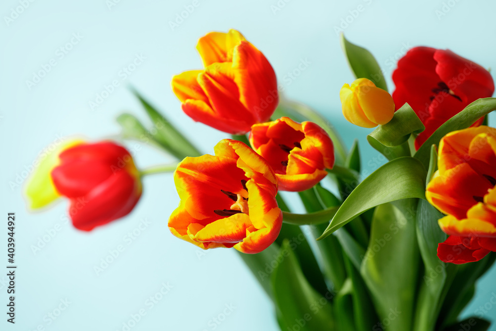 Yellow red tulip flowers bouquet on blue background, copy space. Banner for seasonal holiday, springtime concept, International Woman day 8 march, Happy Easter greeting flyer, invitation, traditional Yellow red tulip flowers bouquet on blue background, copy space. Banner for seasonal holiday, springtime concept, International Woman day 8 march, Happy Easter greeting flyer, invitation, traditional