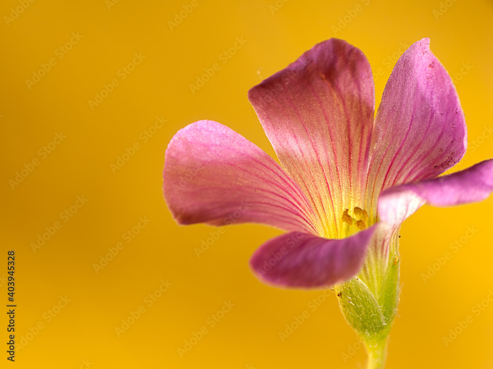 closeup of oxalis corniculata flowers with nice background color
