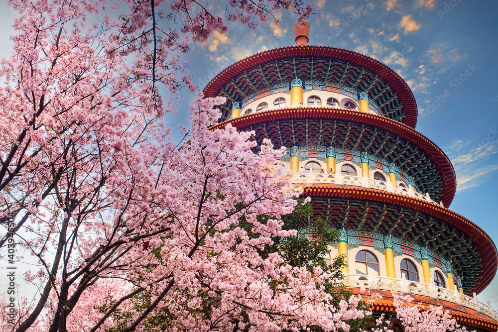 Obraz premium Sakura cherry blossom at Tianyuan temple, Taipei, Taiwan