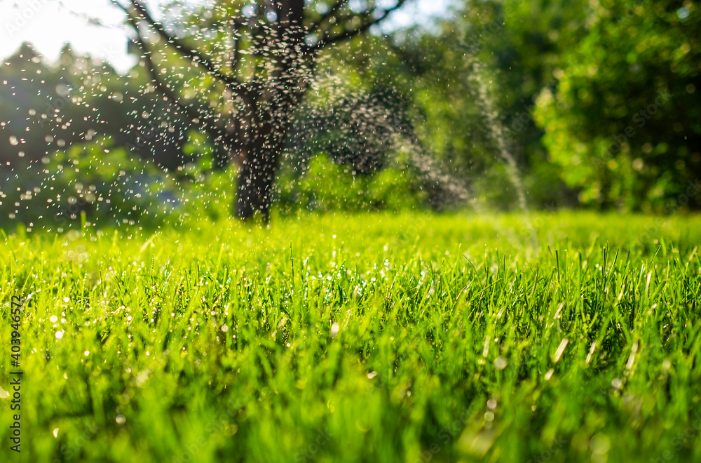 Fresh green grass and water drops over it sparkling in sunlight.