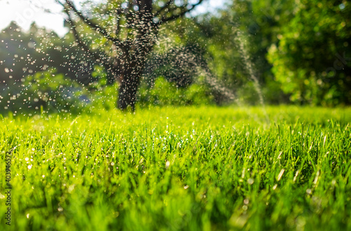 Fresh green grass and water drops over it sparkling in sunlight.