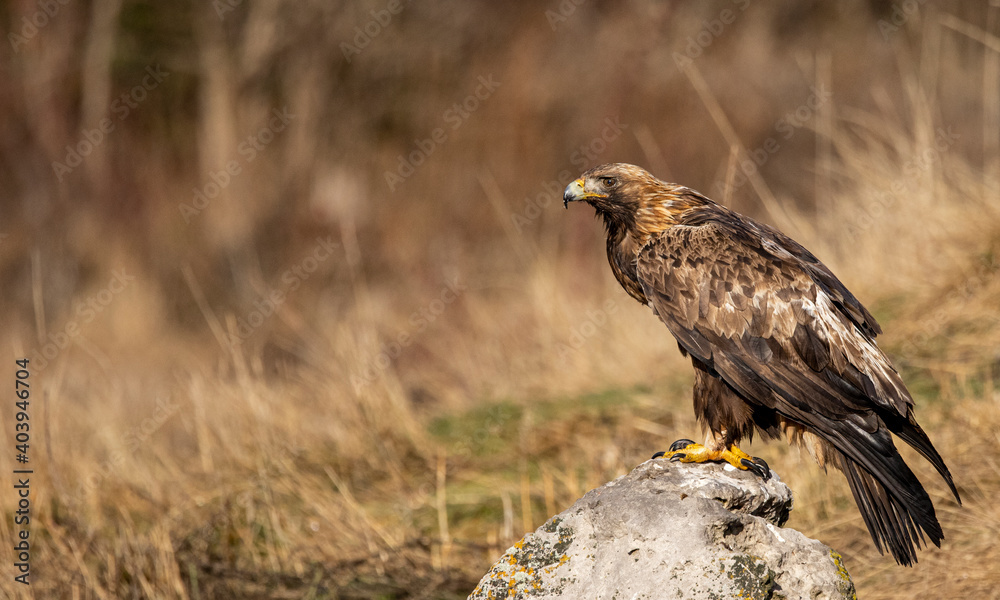Golden Eagle flying in autumn landscape Golden Eagle flying in autumn landscape