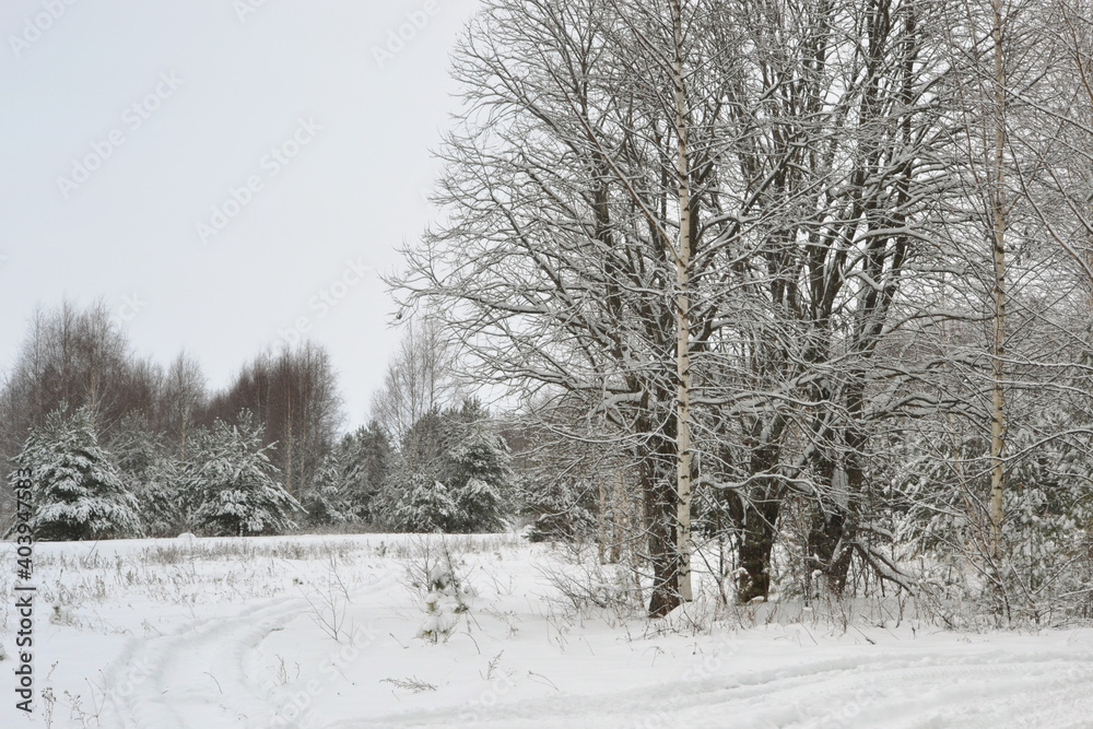 Forest covered by snow in Winter Landscape Forest covered by snow in Winter Landscape