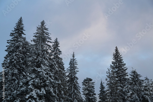 An upward view of a wall of pine trees covered in snow under a pale blue, clouded sky
