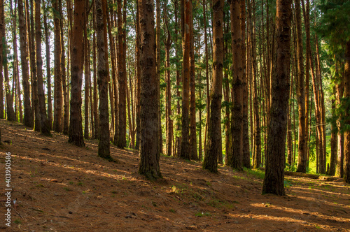 Pine tree forest during sunrise in ooty