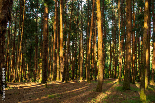 Fototapeta Naklejka Na Ścianę i Meble -  Pine tree forest during sunrise in ooty