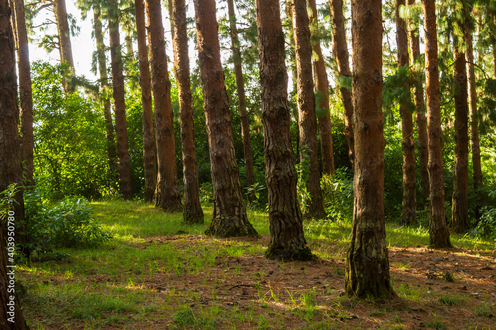 Pine tree forest during sunrise in ooty
Pine tree forest during sunrise in ooty