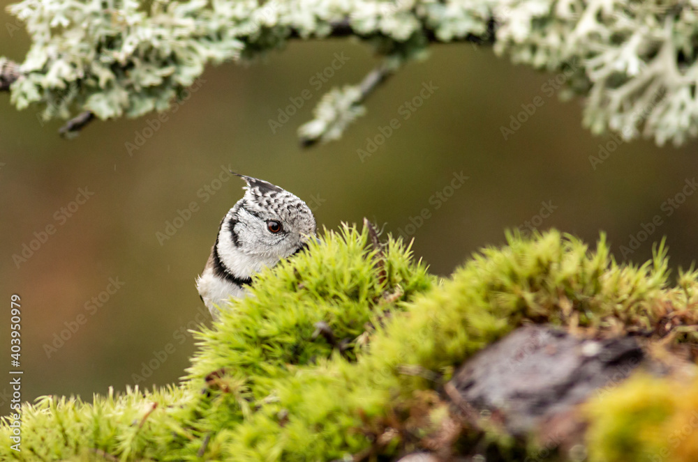Fototapeta premium Cute Crested Tit in autumn background