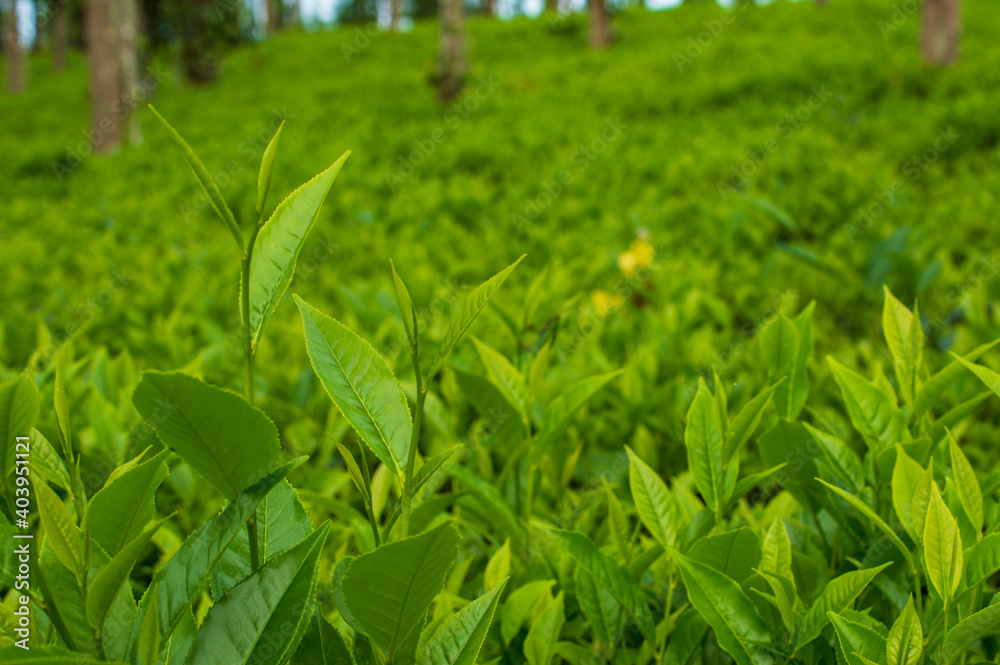 Fresh green tea leaves on tea plantation in India
Fresh green tea leaves on tea plantation in India