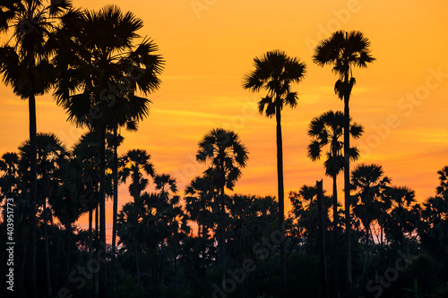 Silhoette sugar palm tree at sunset with twilight sky