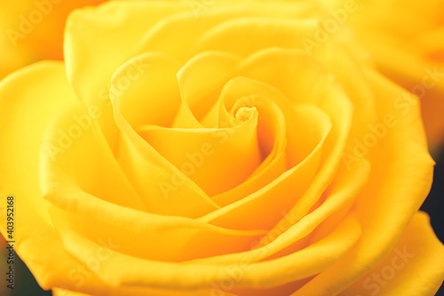Beautiful yellow roses as background  closeup
