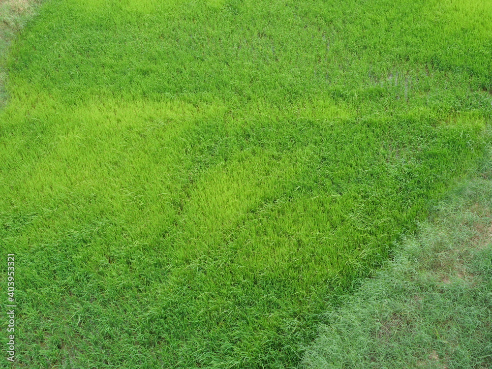Aerial view of the green rice field in water on dirt land, Cereal crop in tropical, Rural in Thailand Aerial view of the green rice field in water on dirt land, Cereal crop in tropical, Rural in Thailand