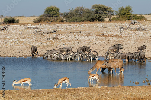 Plains zebras, blue wildebeest, springbok and kudu antelopes at a waterhole, Etosha National Park, Namibia.