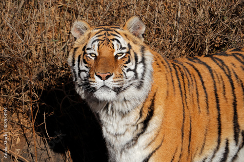 Portrait of a Bengal tiger (Panthera tigris bengalensis) in natural habitat, India.