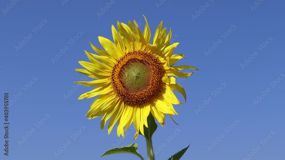 Sunflower yellow blooming on green leaves blown by the little wind on blue sky background closeup. Sunflower yellow blooming on green leaves blown by the little wind on blue sky background closeup.